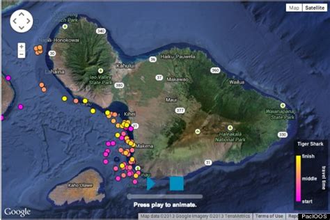 maui shark tracker website.